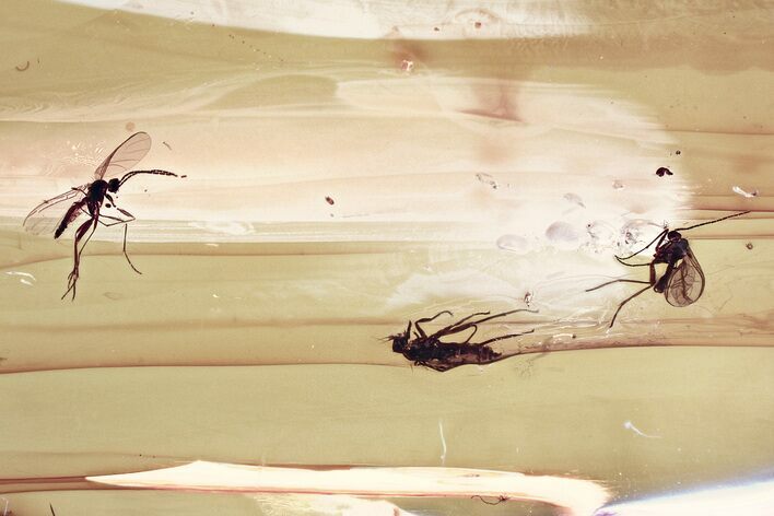 Two Fossil Dagger Flies and a Fungus Gnat In Baltic Amber #335859